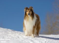 Женевьев Мэрвей дю Нор - 8,5 лет