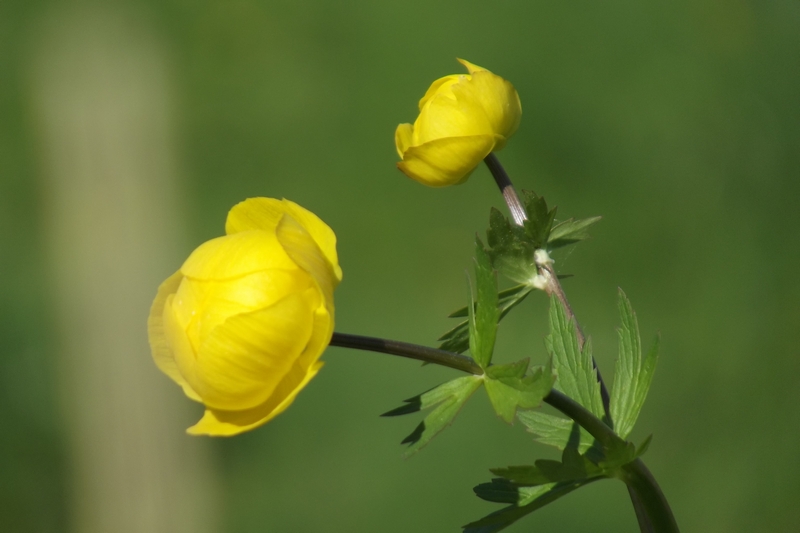 Trollius europaeus l