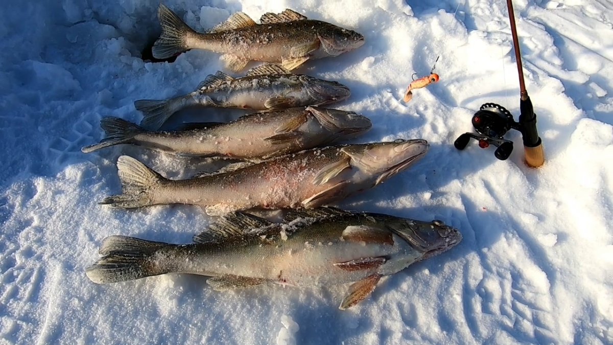 Берфишинг березники отчеты с рыбалок. Охота и рыбалка 2021. Зимняя рыбалка в Новосибирске. Рыбалка на Тургояке. БЕРФОРУМ отчеты с рыбалок.