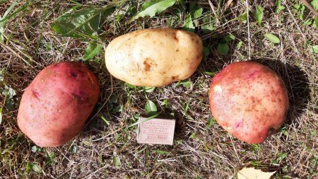 картофан (1).jpg