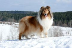 Женевьев Мэрвей дю Нор - 2 года, 8 мес.
