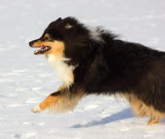 Джимис Велюр Нур - 8 мес.