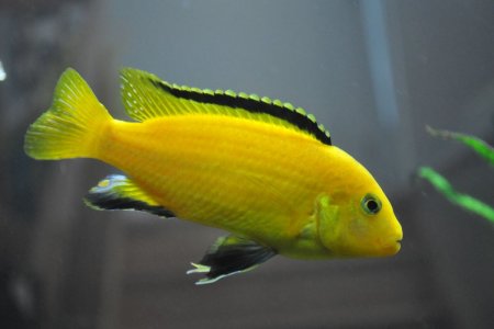 electric-yellow-cichlid.jpg