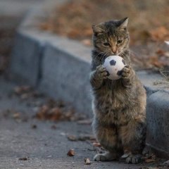 Колыван