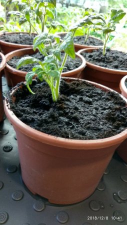 2018-12-08 10-41-50.JPG