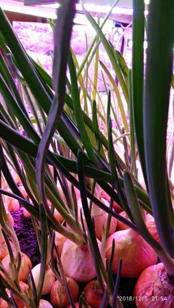 IMG_20181205_215429 (6).jpg