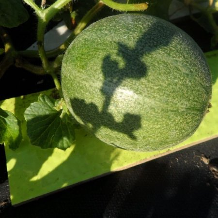 Миннесота миджет (2).jpg