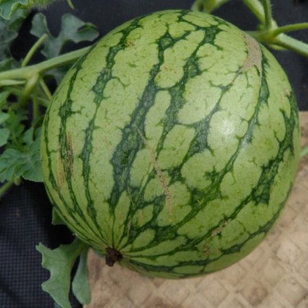 Жёлтый ранний (2).jpg