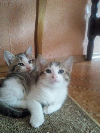 котята2.jpg