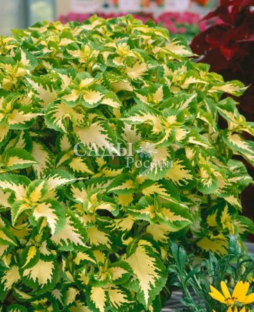 колеус нефрит.jpg