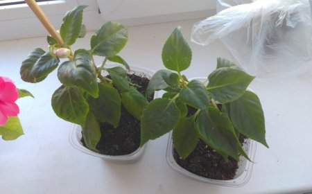 черенки бальзамина.jpg