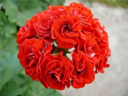 красная розебудная герань.jpg