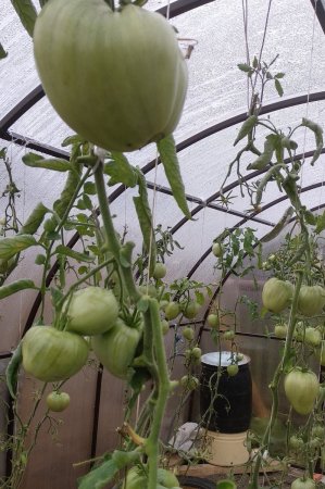 2020-09-14 12-07-39.JPG