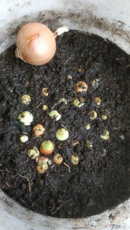 2020-10-29 13-52-56.JPG