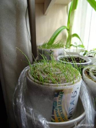 посев в улитку..jpg