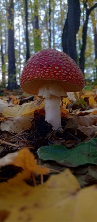 гриб.jpg