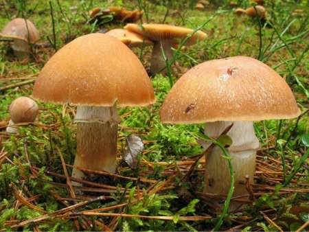 Screenshot_20240811-141710_Samsung Internet.jpg