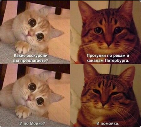 коты.jpg