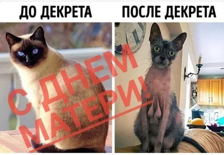 декрет.webp