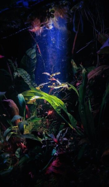 Преображение аквариума с помощью ярких креветок