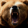 Bear_rod159