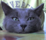 Lev@