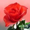 lenok