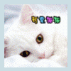 Kissa