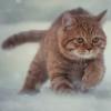 red_kitty