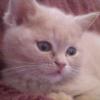 Sascha