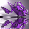 netlll