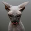 Cattus Erectus